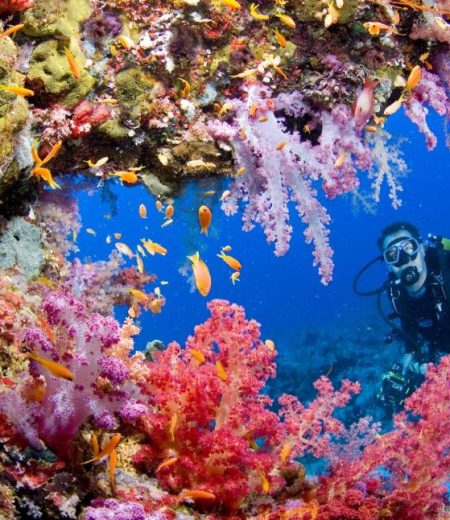 Sharm El Sheikh diving 1