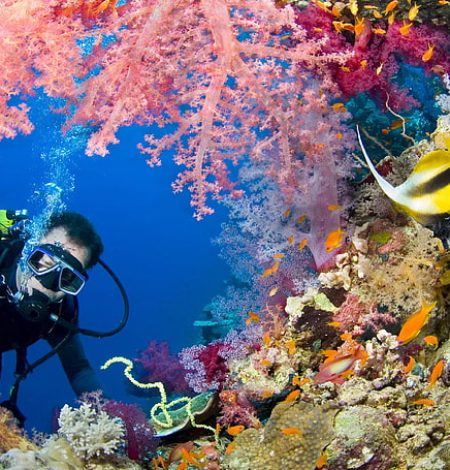 Sharm El Sheikh diving